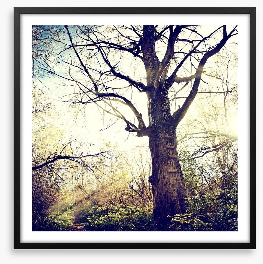 The ancient tree