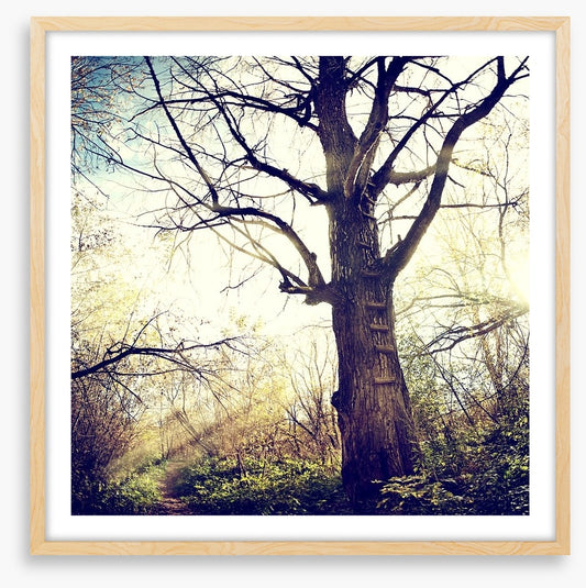 The ancient tree