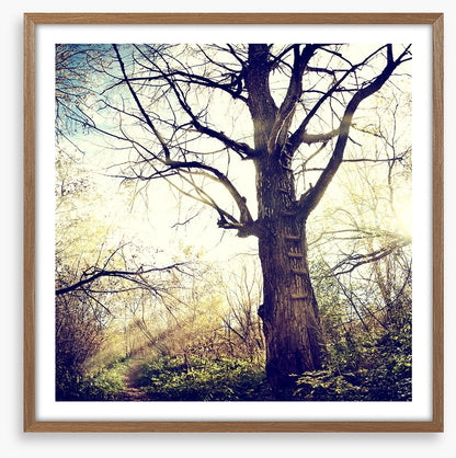 The ancient tree