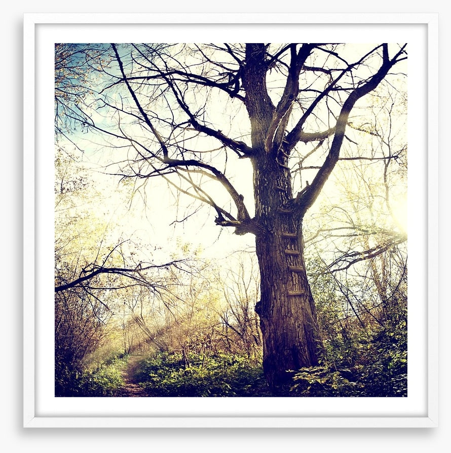 The ancient tree