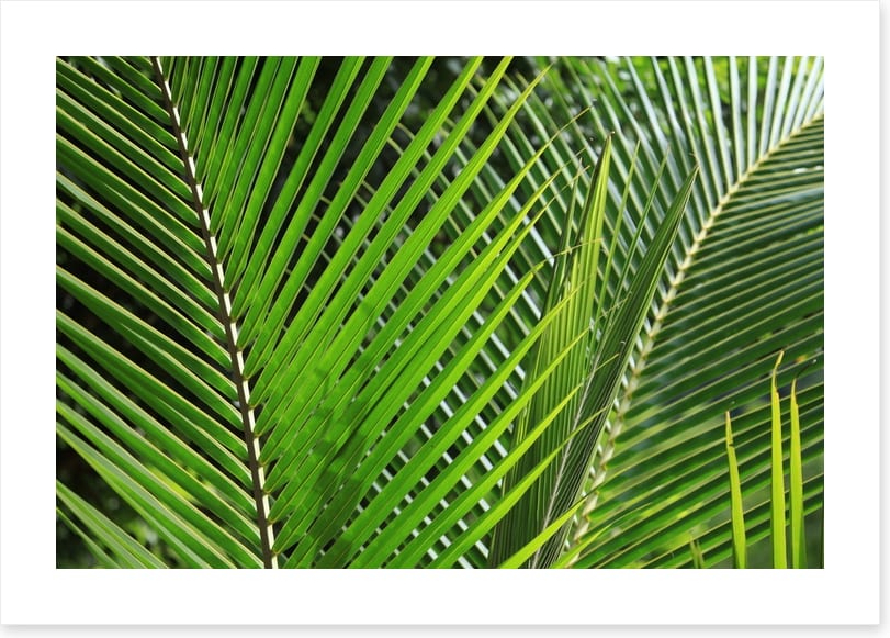 Leaves