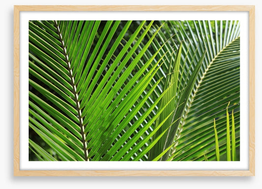 Leaves