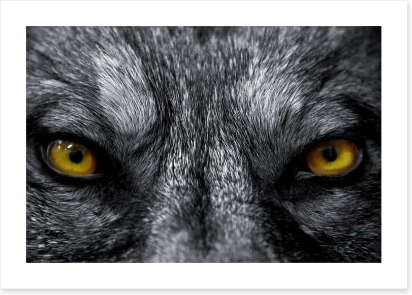 Eyes of the alpha
