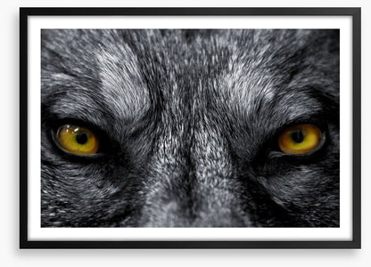 Eyes of the alpha