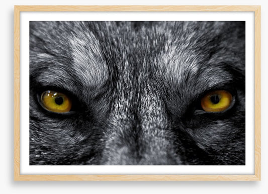 Eyes of the alpha