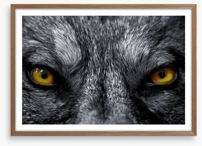 Eyes of the alpha