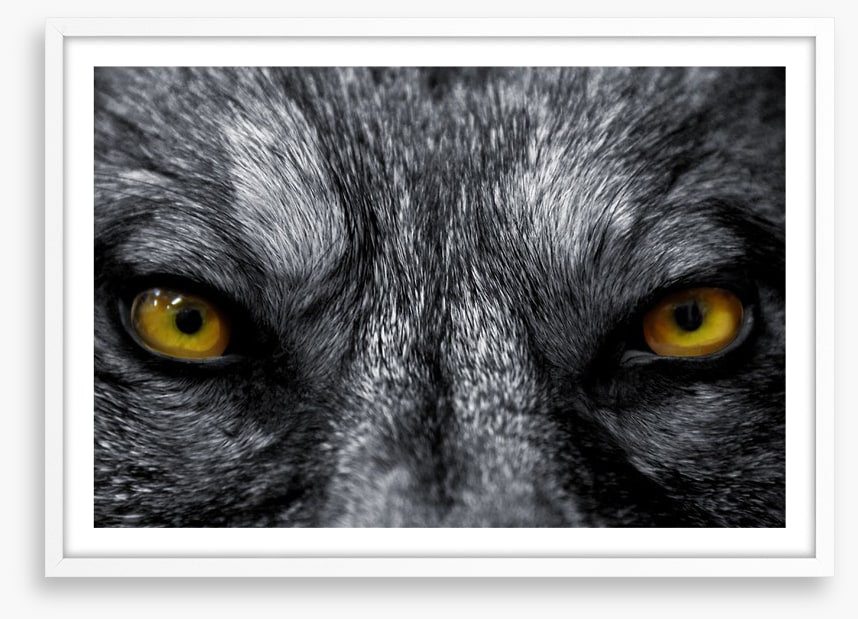 Eyes of the alpha