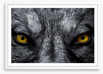 Eyes of the alpha
