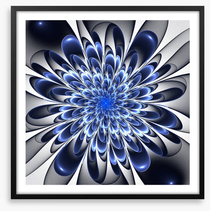 Starlight bloom