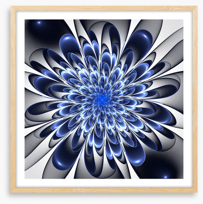 Starlight bloom