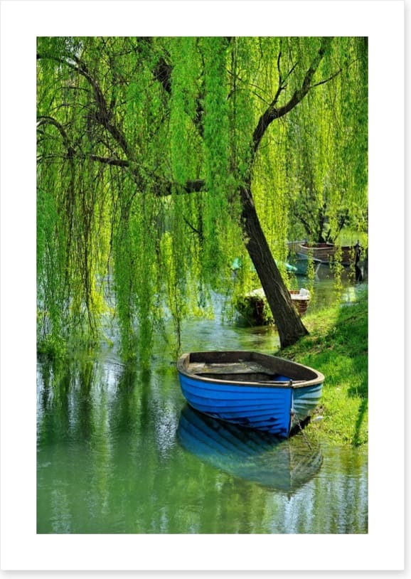 Boat under the willow