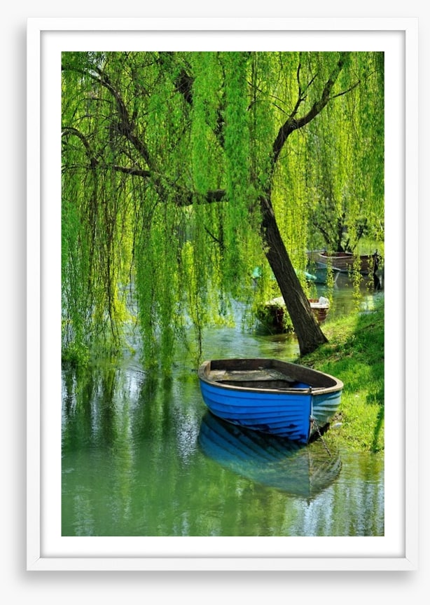 Boat under the willow