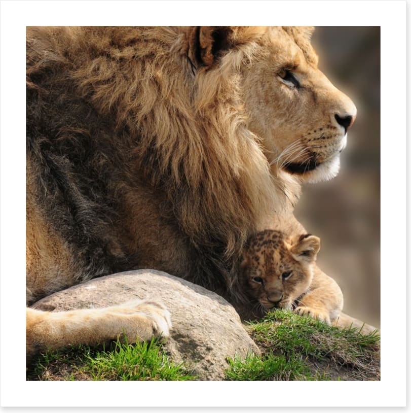 Pride and protection