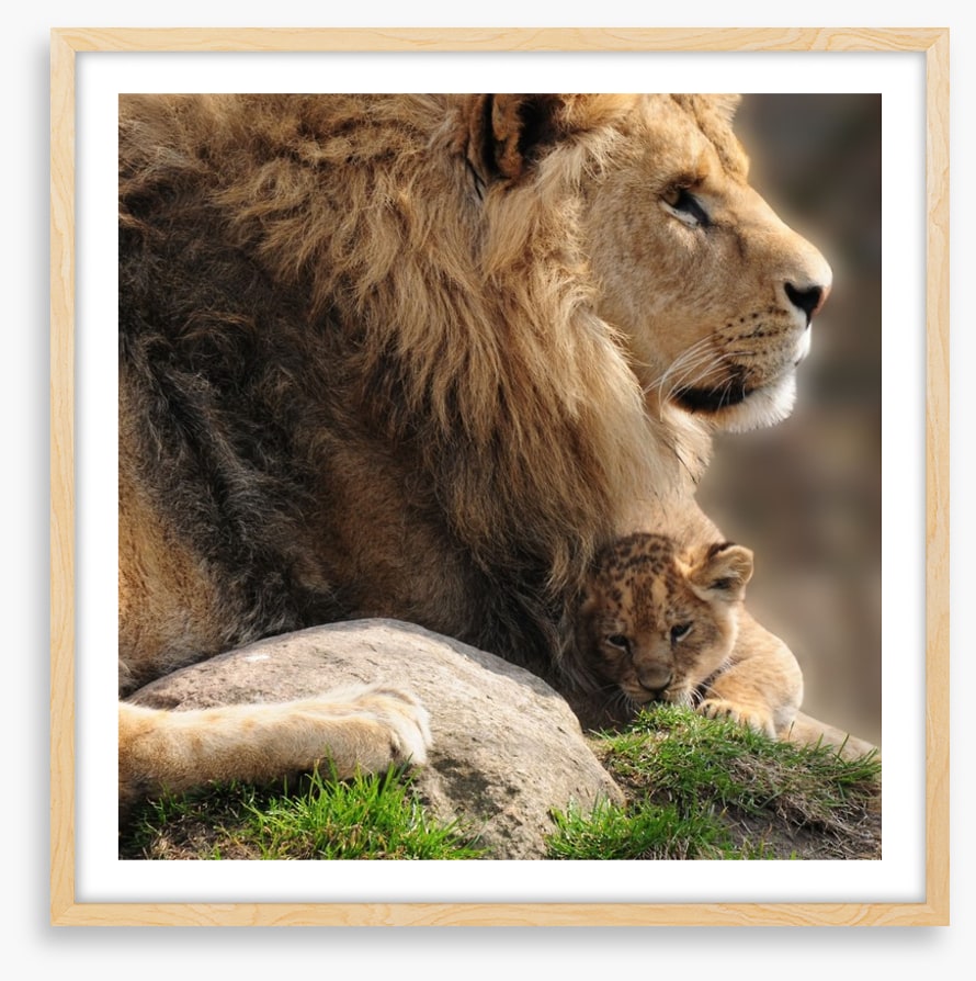 Pride and protection