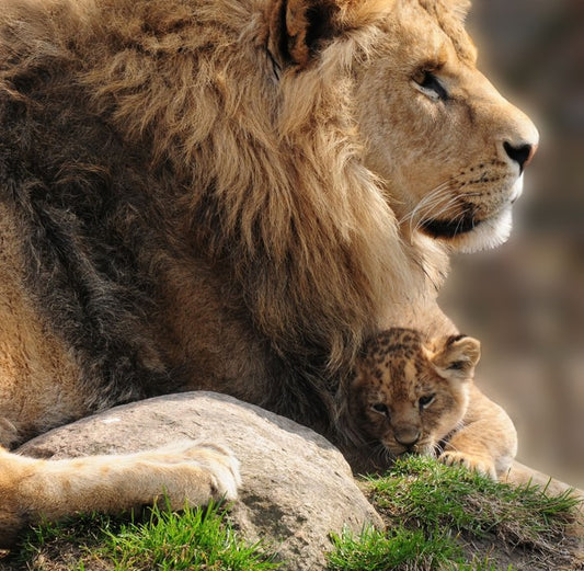 Pride and protection