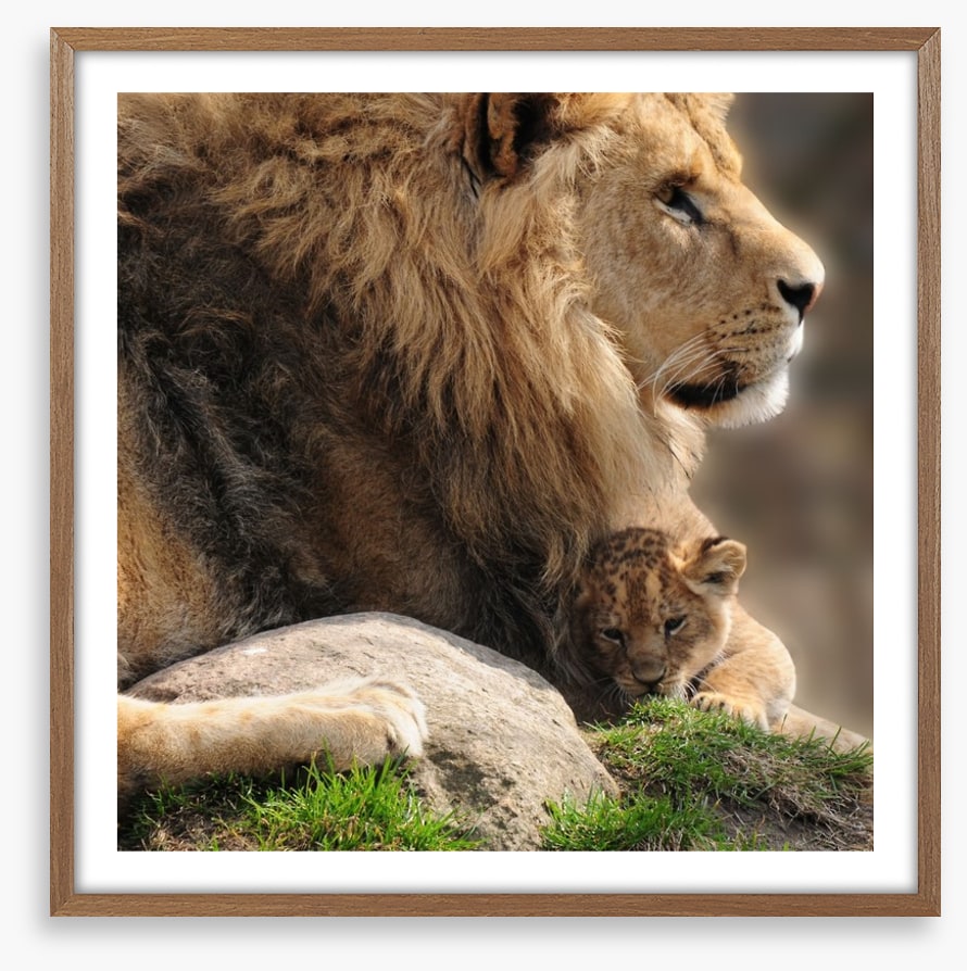 Pride and protection