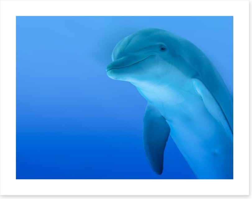 The curious dolphin
