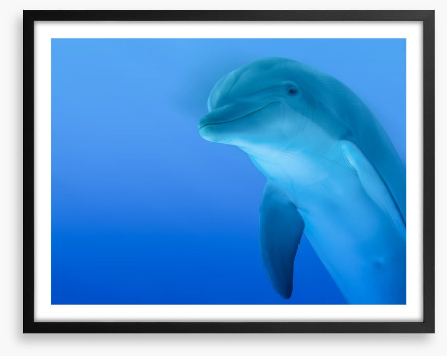 The curious dolphin