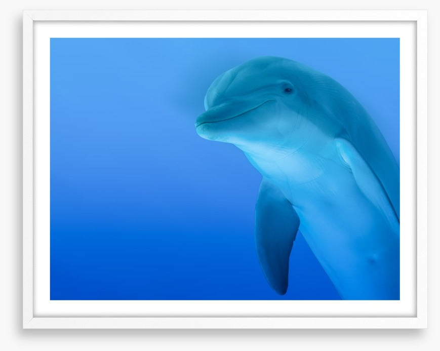 The curious dolphin