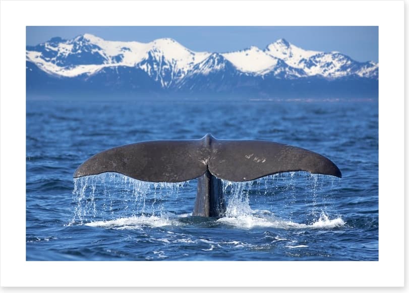 Whale tail wave