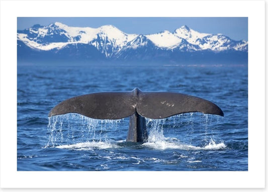 Whale tail wave