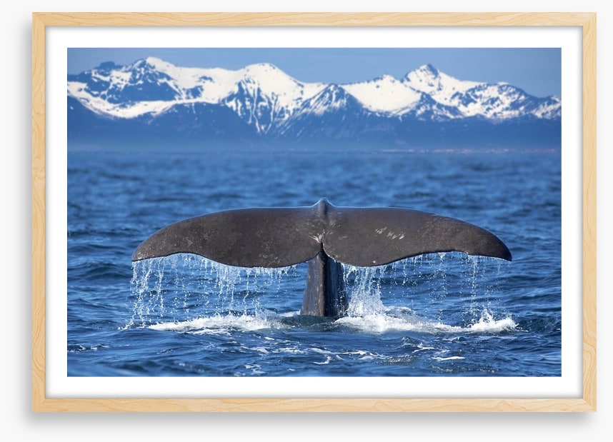 Whale tail wave