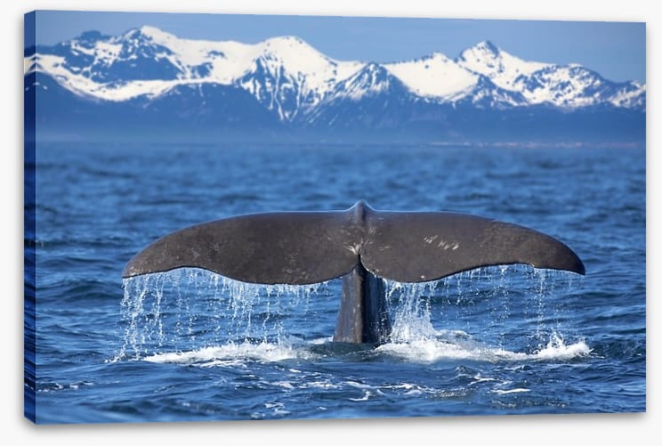 Whale tail wave
