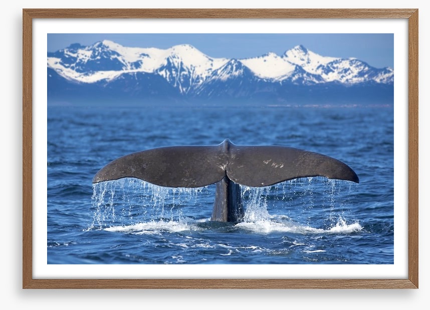 Whale tail wave