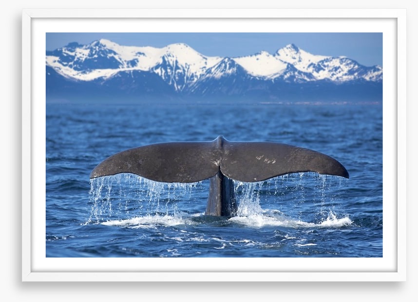 Whale tail wave