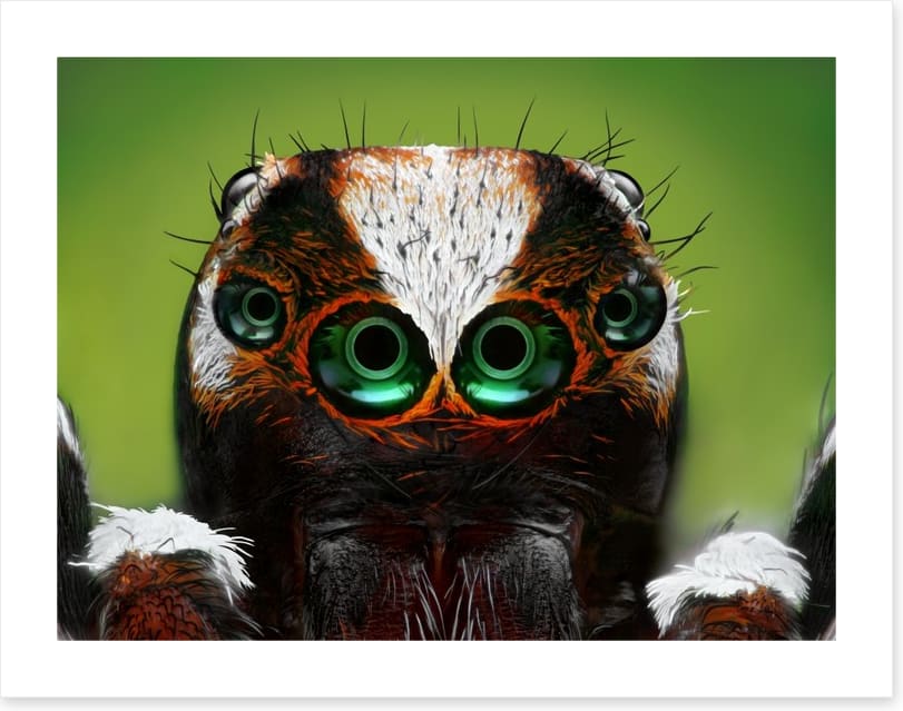Turkish jumping spider