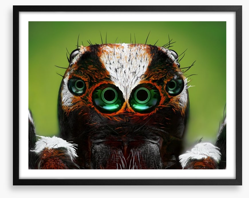 Turkish jumping spider