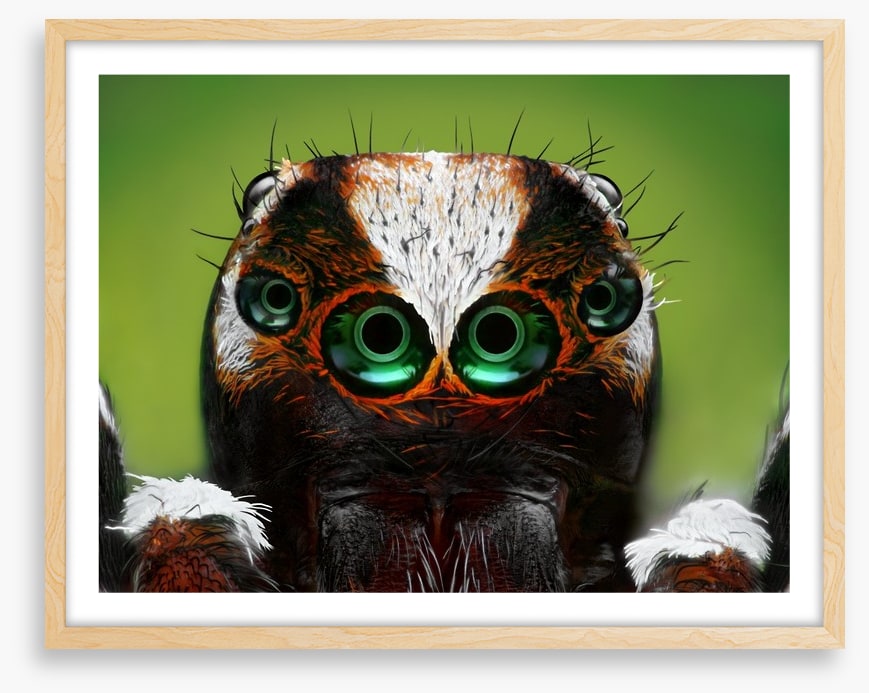 Turkish jumping spider
