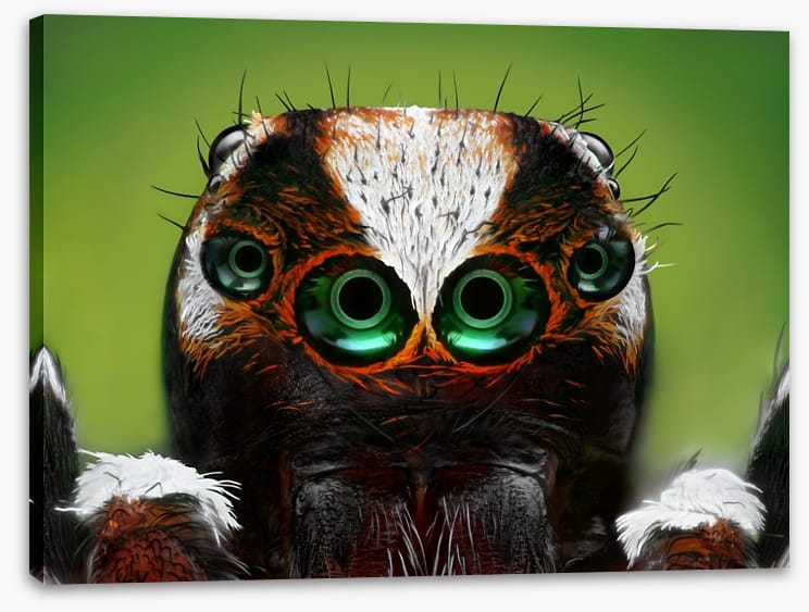 Turkish jumping spider