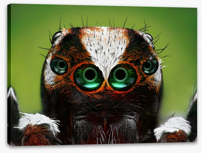 Turkish jumping spider