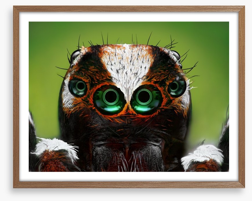 Turkish jumping spider