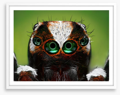 Turkish jumping spider
