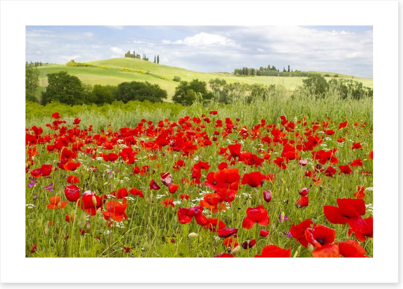 Tuscany poppies