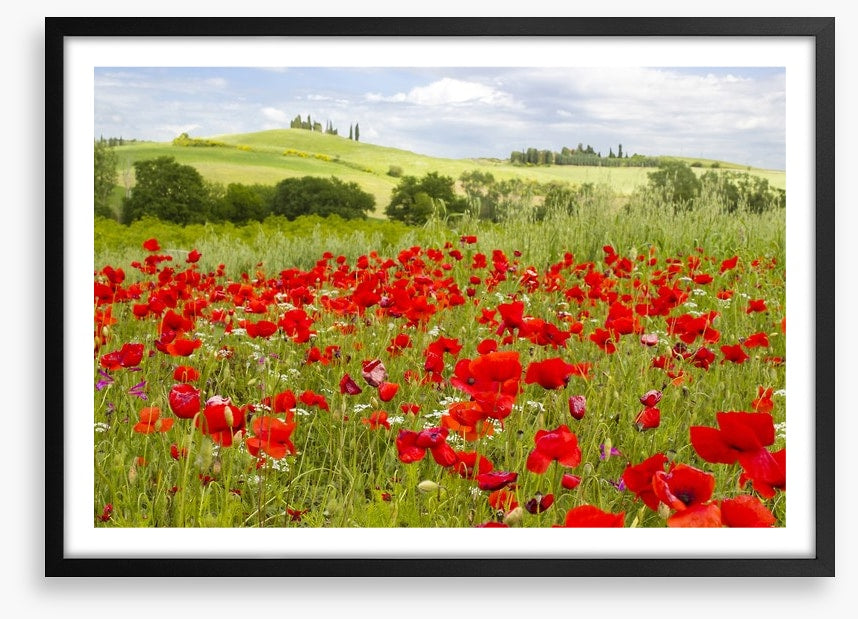 Tuscany poppies
