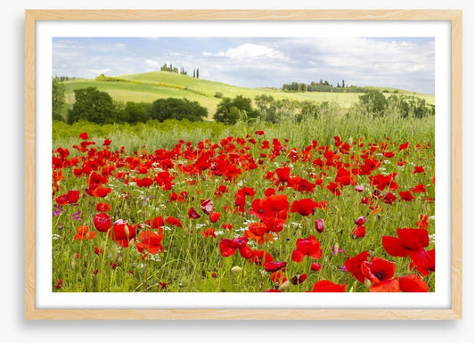 Tuscany poppies