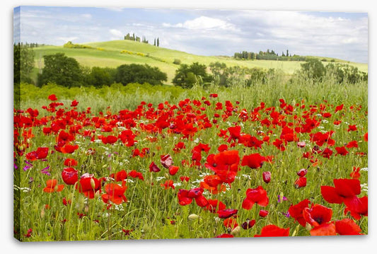 Tuscany poppies
