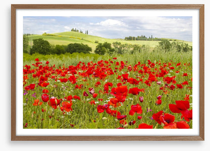 Tuscany poppies