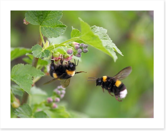Insects