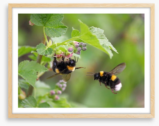 Insects