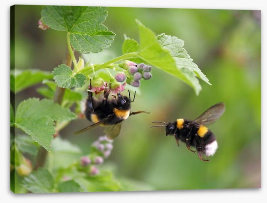Insects