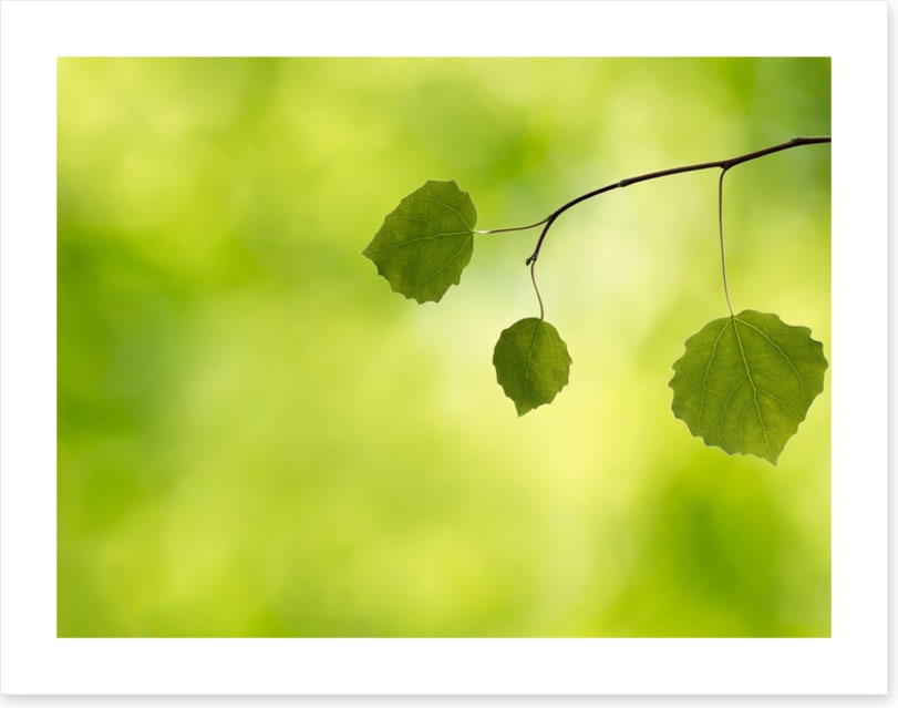 Leaves