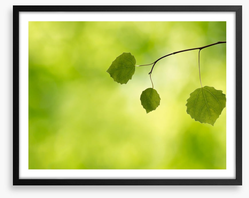 Leaves
