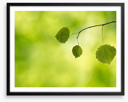 Leaves