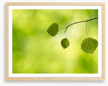 Leaves