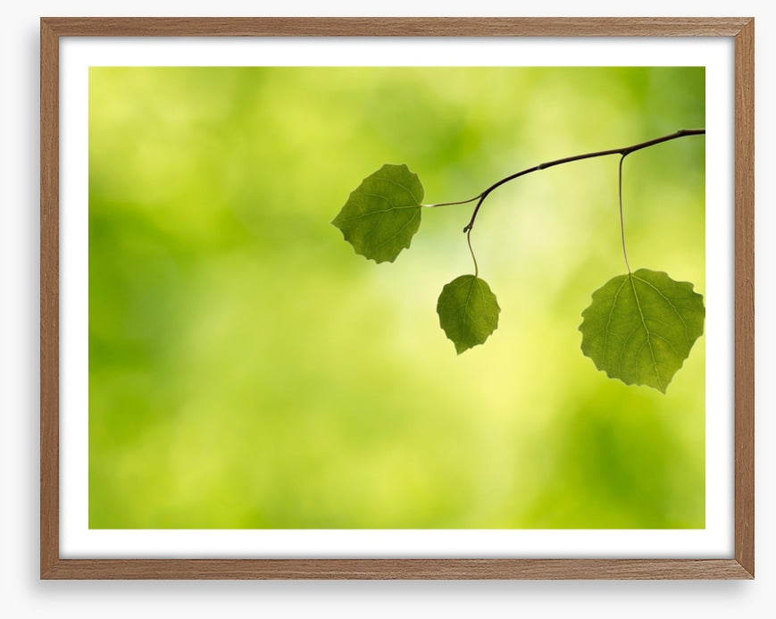 Leaves
