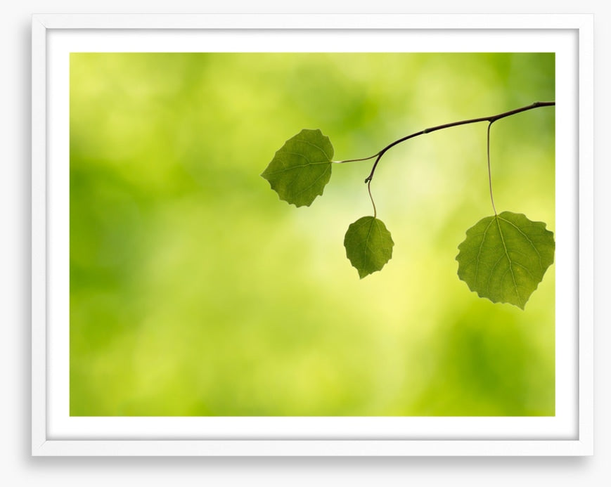 Leaves